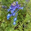 Image result for Corydalis calycosa