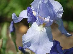 Image result for Iris Jane Philips (Germanica-Group)