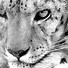 Image result for Pink Cheetah Print iPhone Background