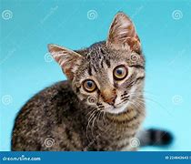 Image result for Chat Animal