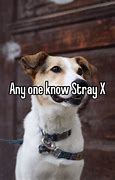 Image result for Stray X Biography