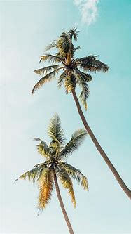 Image result for Tropical iPhone Wallpaper