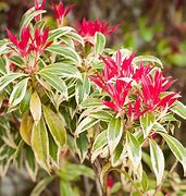 Image result for Pieris Flaming Silver