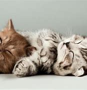 Image result for Cute Kittens Cat 4K Background