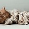 Image result for 4K Wallpaper Sad Cat