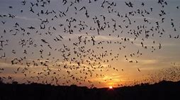 Image result for Desert Bat Flying
