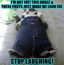 Image result for Cat Pants Meme