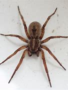 Image result for What Is the Biggest Spider in North Carolina