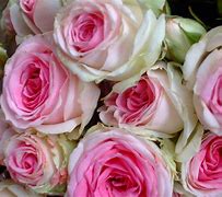 Image result for Pink Latest