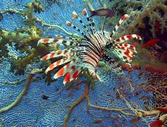 Image result for Free Underwater Screensavers