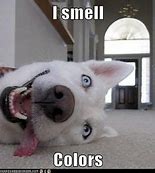 Image result for Synesthesia Memes