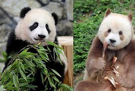 Image result for Brown Giant Panda