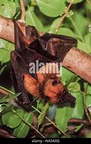 Image result for Indian Fruit Bat