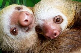 Image result for Sloth Nose