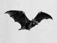 Image result for Scary Animated Bat