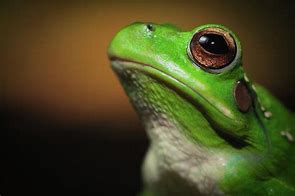 Image result for Frog Eyes