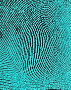 Image result for Double Loop Whorl Fingerprint