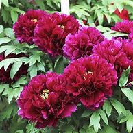 Paeonia suffruticosa Mo Run Jue Lun に対する画像結果