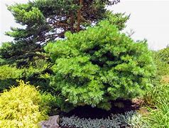 Image result for Pinus strobus Blue Shag