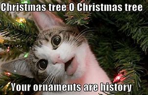 Image result for Christmas Cat Meme