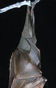 Image result for Upside Down Real Bat