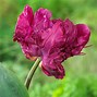 Image result for Tulip Bulbs