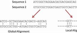 Image result for Local Alignment