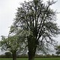 Image result for Pyrus communis Kriekpeer