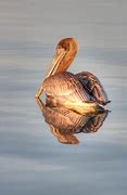 Image result for Pelican Kayak Logo