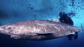 Image result for World's Oldest Shark