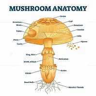 Image result for Are All Mushrooms Fungi