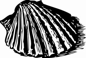 Image result for Scallop Shell Free Clip Art