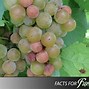 Image result for Sour Grapes