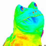 Image result for MLG Rainbow Frog Meme