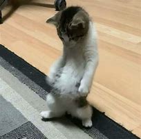 Image result for Cat On Its Hind Legs Meme