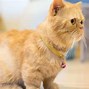 Image result for Bengal Munchkin Cat