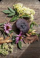 Image result for Medicinal Trees