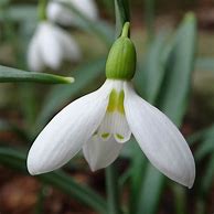Image result for Galanthus Wifi Mme Bénédicte