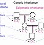 Image result for Epigenetics Generational Inheritance Image
