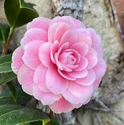 Image result for Camellia japonica Virginia Franco