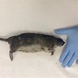 Image result for Largest Rat in New York