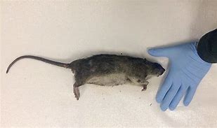 Image result for Large Rat in New York City