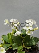 Image result for Primula pedemontana Alba