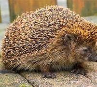 Image result for Different Hedgehog Species