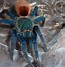 Image result for chromatopelma_cyaneopubescens