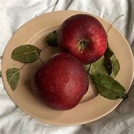 Image result for Apple Aesthetic