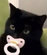 Image result for Cupcake Cat Meme