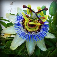 Image result for Passiflora caeurlea