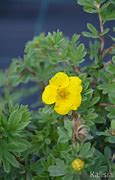 Image result for Potentilla fruticosa Goldstar