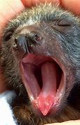 Image result for Baby Bat Yawning